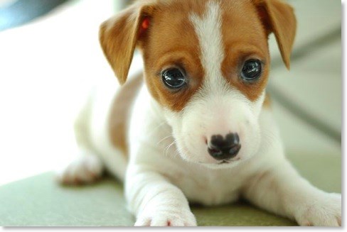 My Collection: My Collection