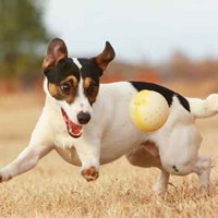 Портфолио Joseph Sturgis